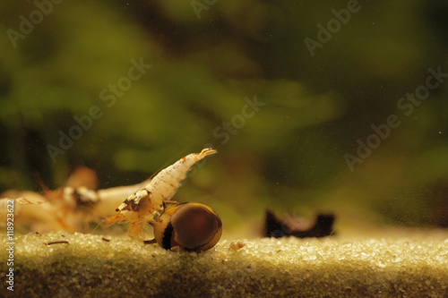sweet water aquarium - amano shrimp