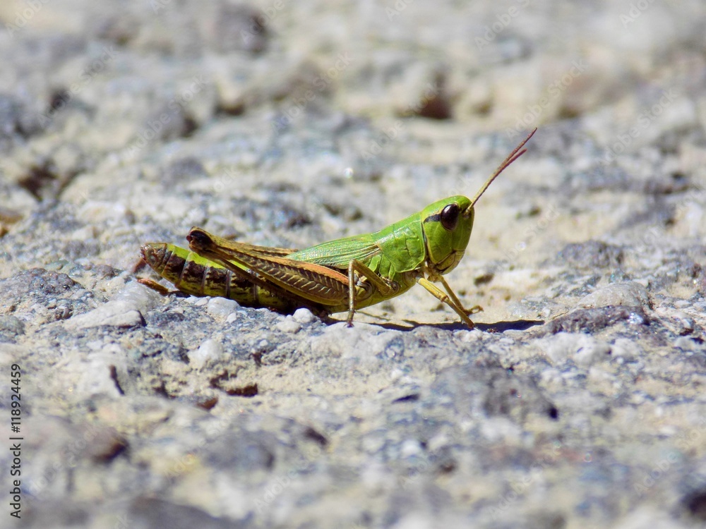 Grasshopper on asphalt road Grasshopper on asphalt road