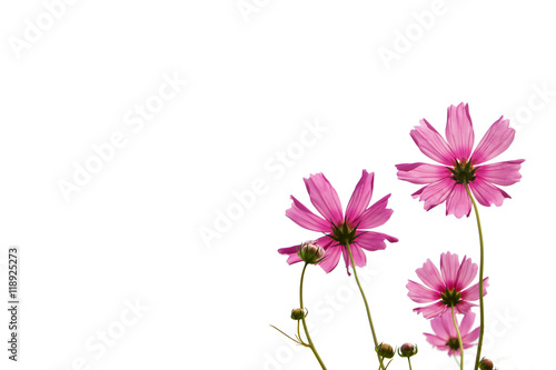Fototapeta Naklejka Na Ścianę i Meble -  Pink cosmos flowers isolate on white.