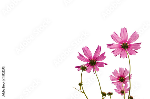 Pink cosmos flowers isolate on white.
