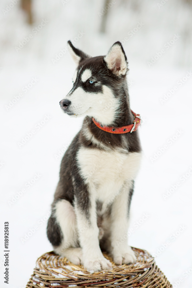 Siberian husky in snow on a winter day Siberian husky in snow on a winter day