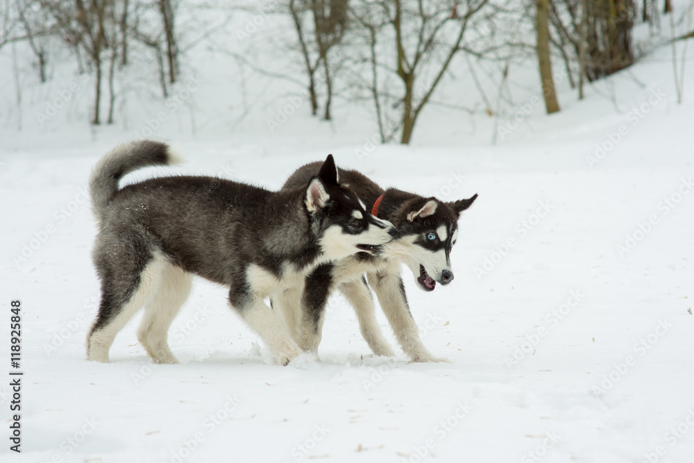 Naklejka premium Siberian Husky playing in the snow in winter day