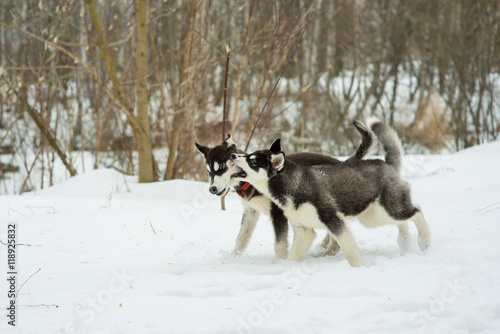 Siberian Husky playing in the snow in winter day