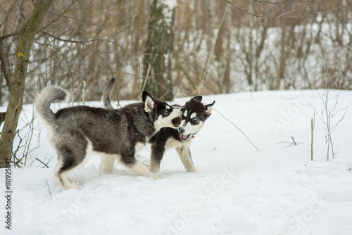 Siberian Husky playing in the snow in winter day