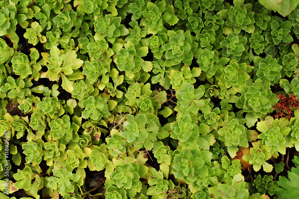 Fototapeta premium Sedum stonecrop close up view