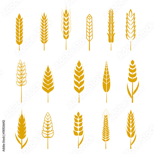 Set of simple wheat ears icons and design elements for beer, organic local farm fresh food, bakery themed design, wheat grain. Wheat vector