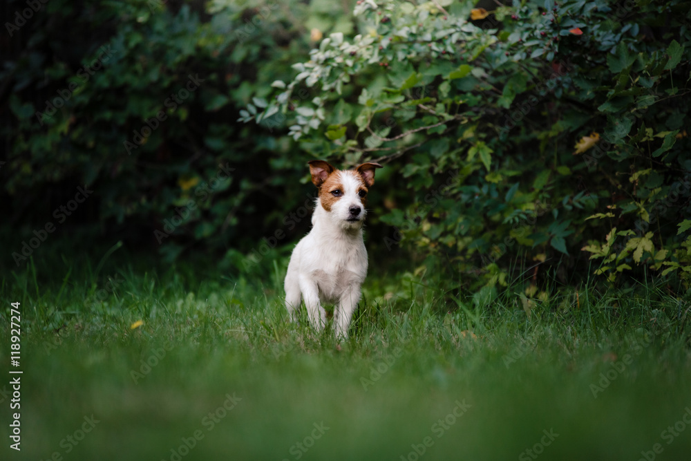 Dog Jack Russell Terrier walking