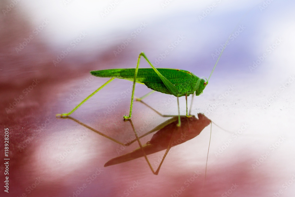 Green grasshopper reflects in red glossy surface Green grasshopper reflects in red glossy surface