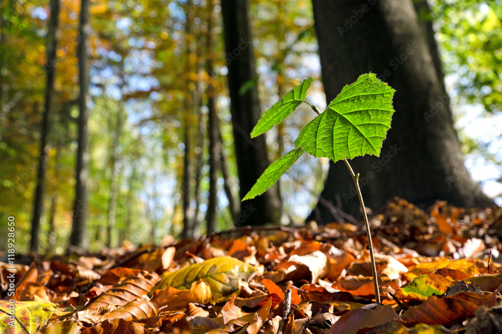 Fototapeta premium Buche Baum Spross Wald Buchenkeimling Jungbaum wachsen