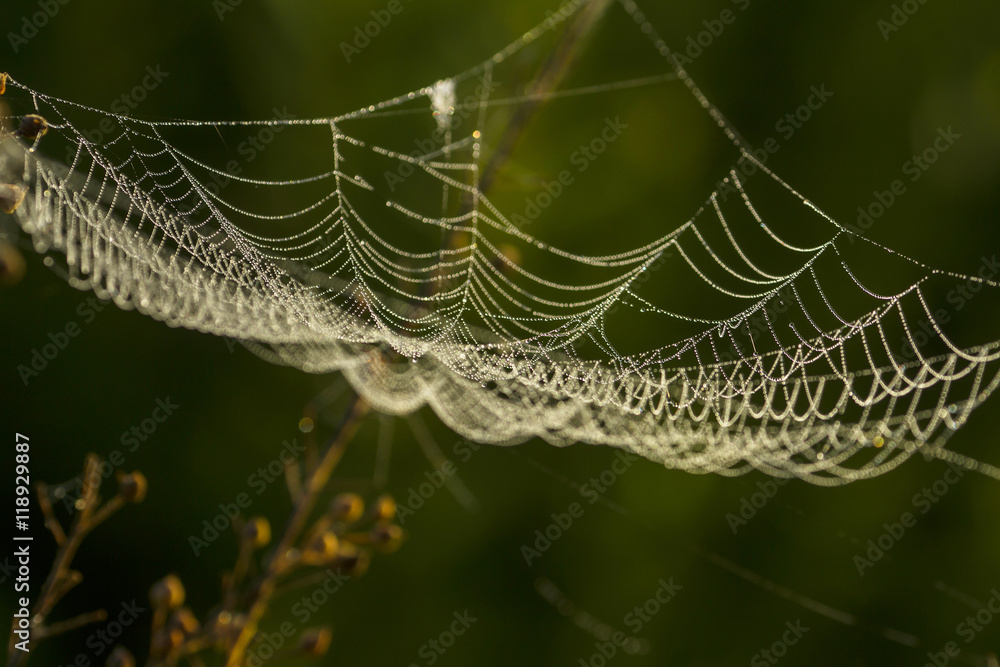 Spider web shaking in forest