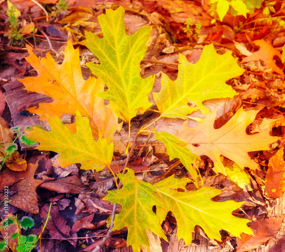 Autumn. Fall scene. forest in Sunlight Rays Autumn. Fall scene. forest in Sunlight Rays