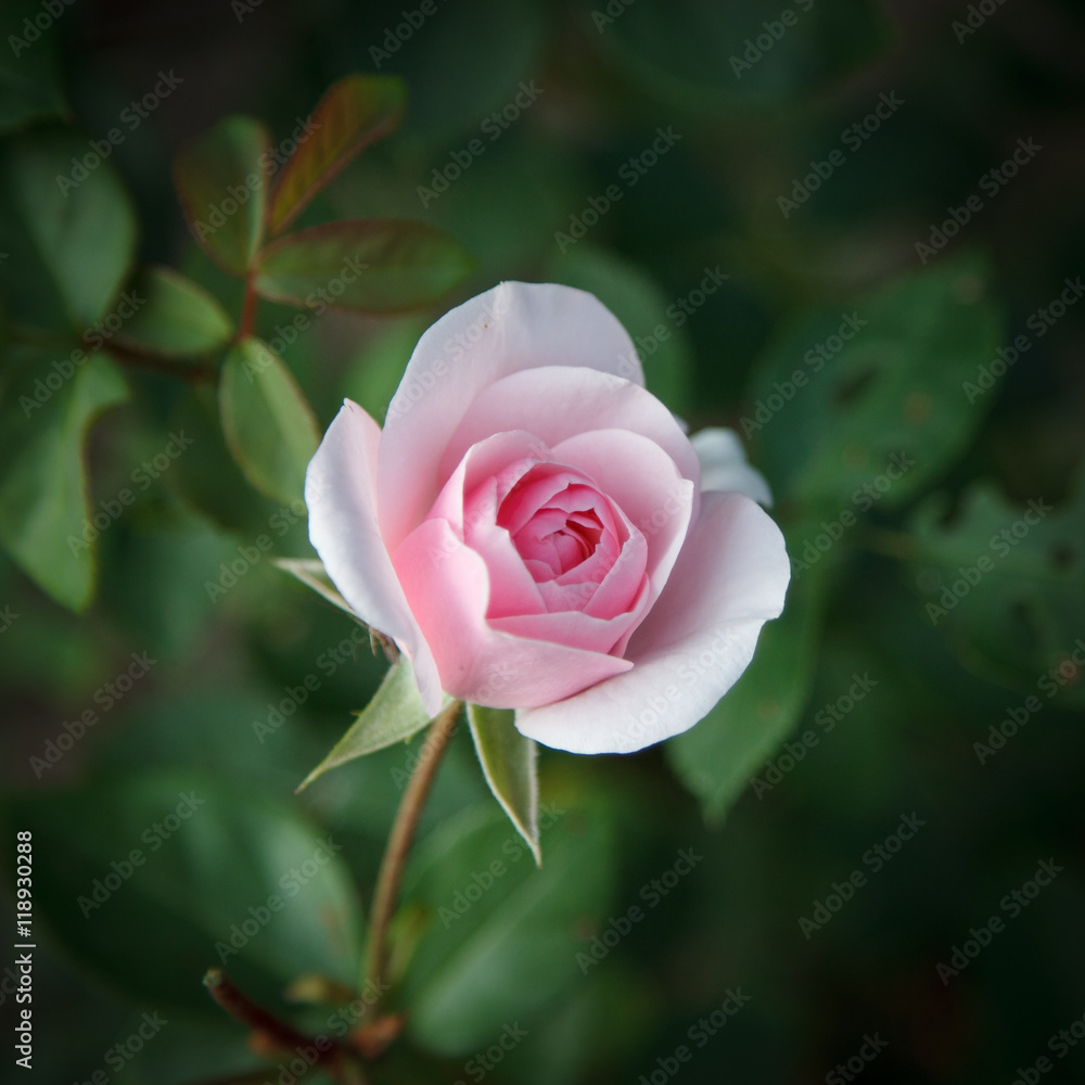 Beautiful pink rose on a green natural background Beautiful pink rose on a green natural background