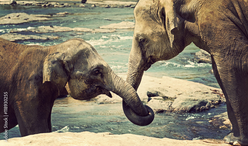 Canvas Print Elephant kissing represents love Sri Lanka