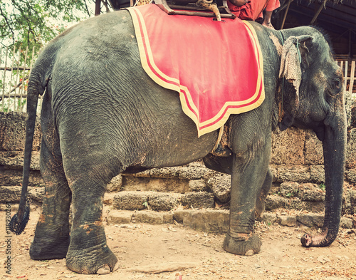 Elephant Jungle trekking Kingdom of Cambodia
