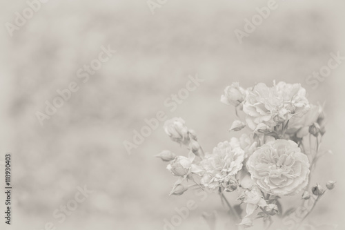 Sepia toned background for your text with beautiful roses at the right down corner