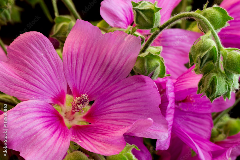 The Pink Hibiscus Flower The Pink Hibiscus Flower