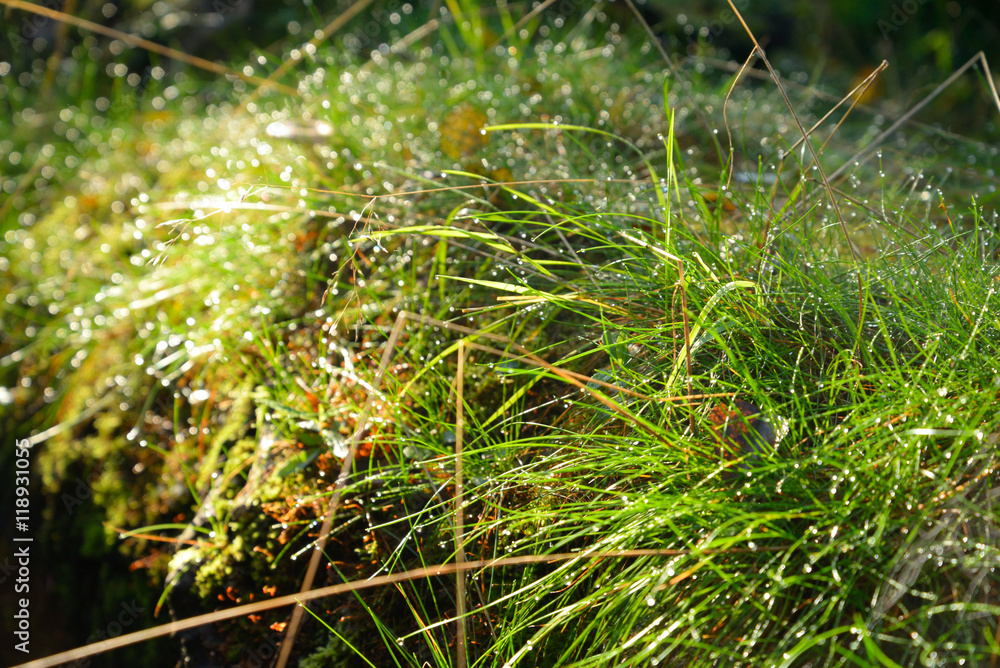 Fresh grass with dew drops. Fresh grass with dew drops.