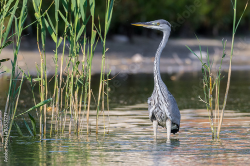 Junger Graureiher (Ardea cinerea) Fischreiher im Teich photo