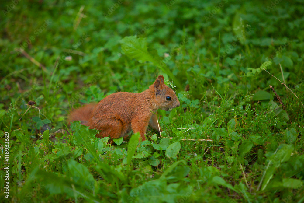 red squirrel in wild red squirrel in wild