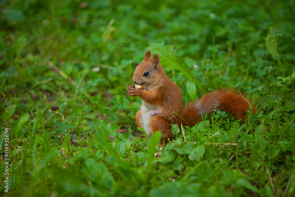 red squirrel in wild