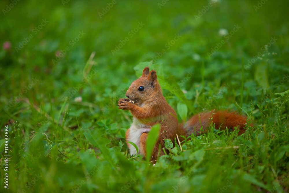 red squirrel in wild red squirrel in wild