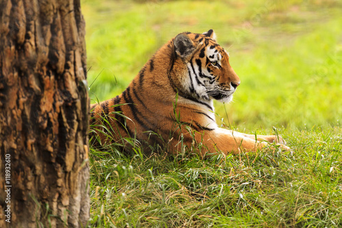 Fototapeta Naklejka Na Ścianę i Meble -  Resting Tiger In The Wilderness