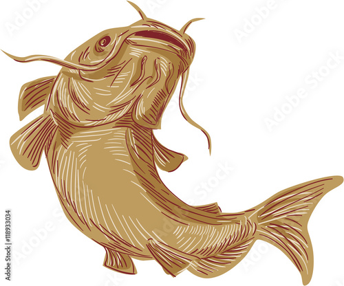 Catfish Mud Cat Going Up Drawing