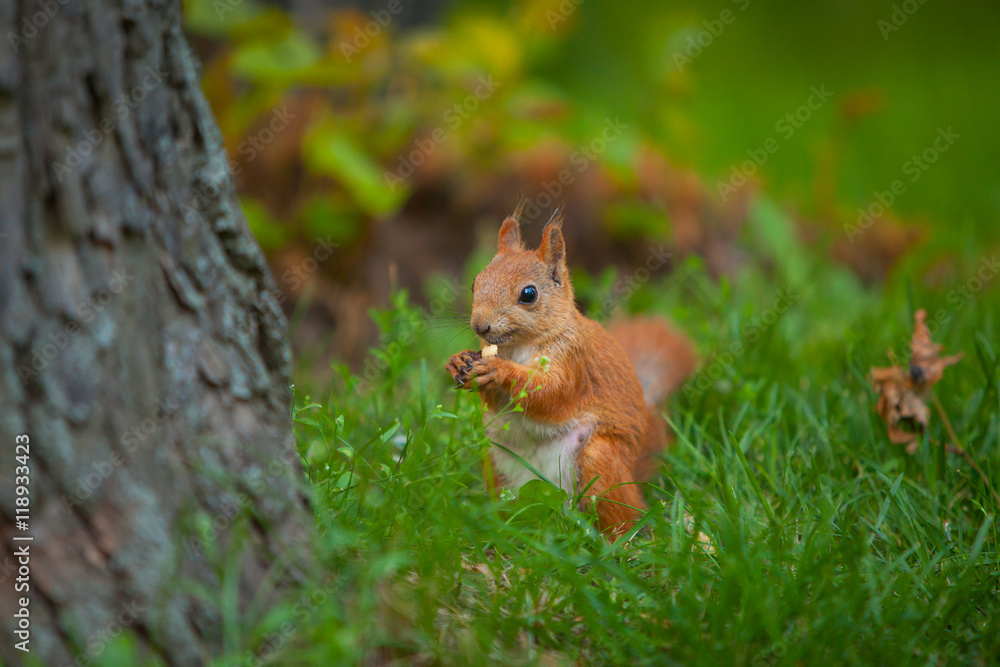 red squirrel in wild red squirrel in wild