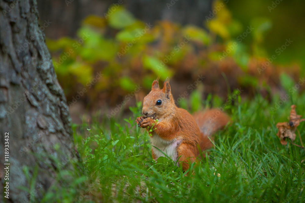 red squirrel in wild red squirrel in wild