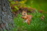 red squirrel in wild