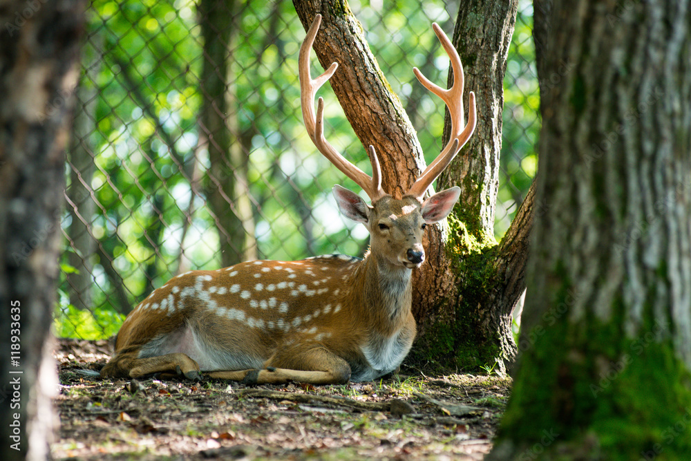 Naklejka premium male red deer