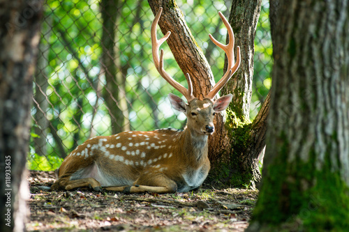 male red deer © suvorovalex