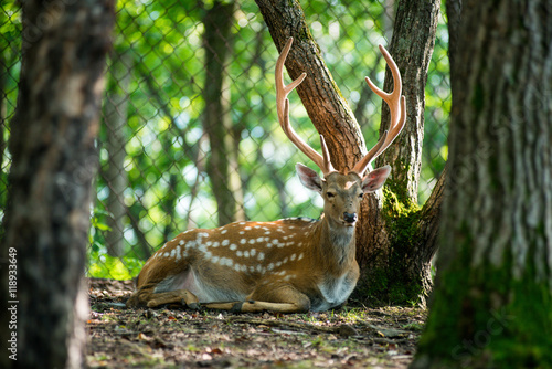male red deer © suvorovalex