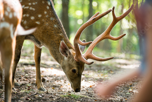 male red deer photo