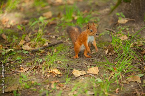 red squirrel in wild © solstizia