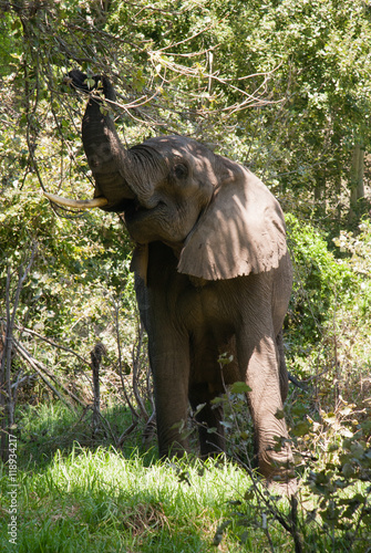 An African elephant pulling leaves from a tree in a game reserve in South Africa photo