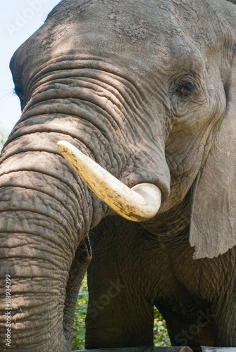 Close up of the face of an African elephant in a game reserve in South Africa
