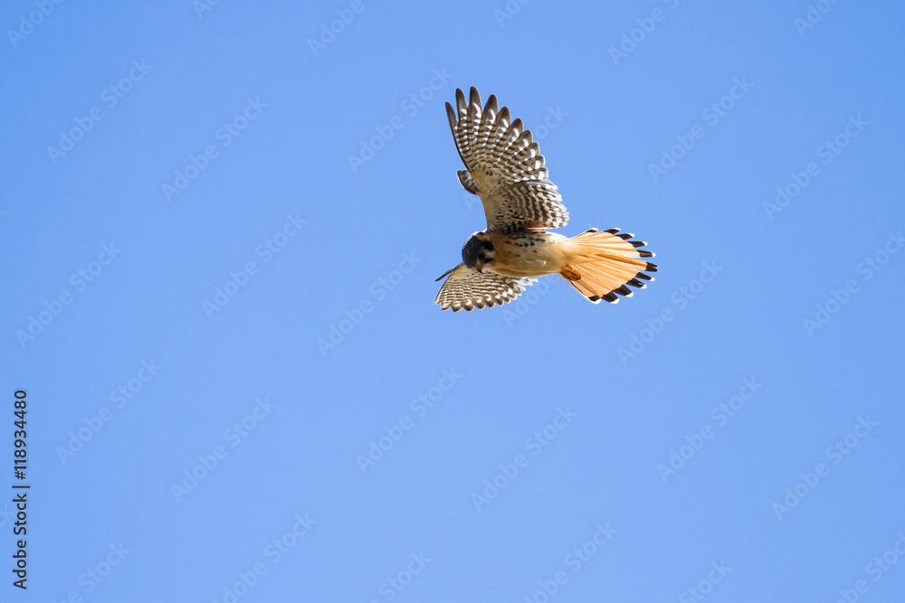 Fototapeta premium American Kestrel in flight