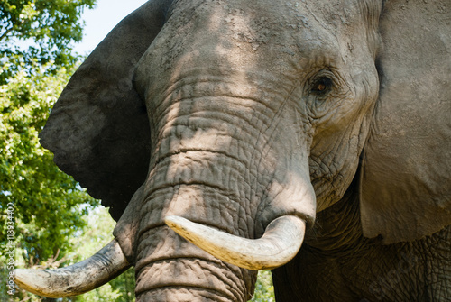 Close up of the face of an African elephant in a game reserve in South Africa