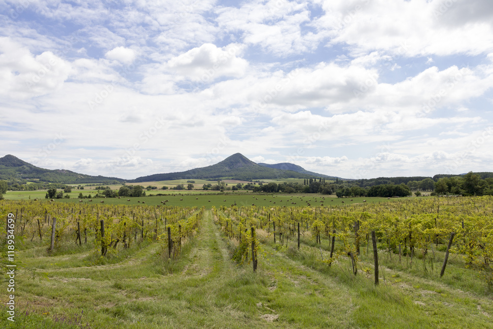 Fototapeta premium Balaton uplands