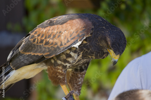 Falcon and falconer