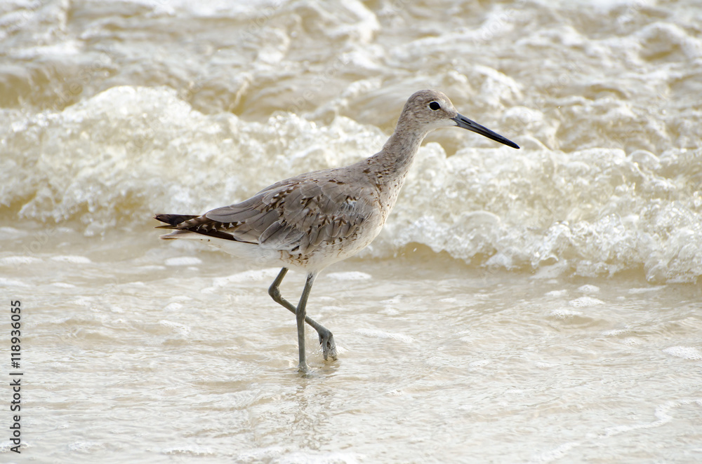 Obraz premium Shore Bird