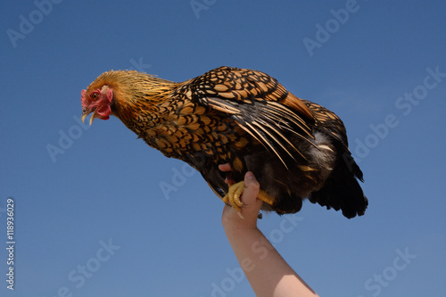 Gold Laced wyandotte chicken hen perched on uplifted arm