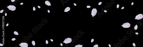 夜桜イメージのフレーム