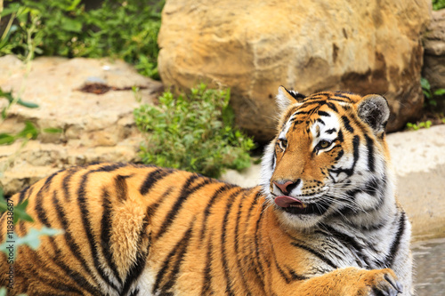 Fototapeta Naklejka Na Ścianę i Meble -  Resting Tiger
