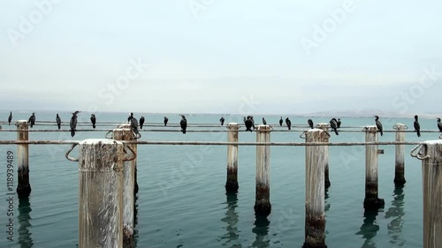 Cormorant Colony On The Rocks- Otaria flavescens - Cruise Port General San Martin Pisco - Peru photo