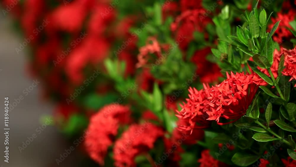 Beautiful red Ixora species flowers on leaves background Beautiful red Ixora species flowers on leaves background