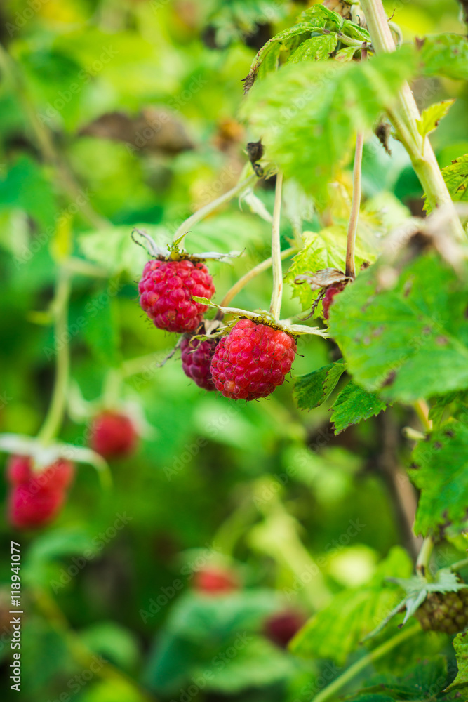 Raspberry bush with ripe berries. Shallow depth of field. Raspberry bush with ripe berries. Shallow depth of field.