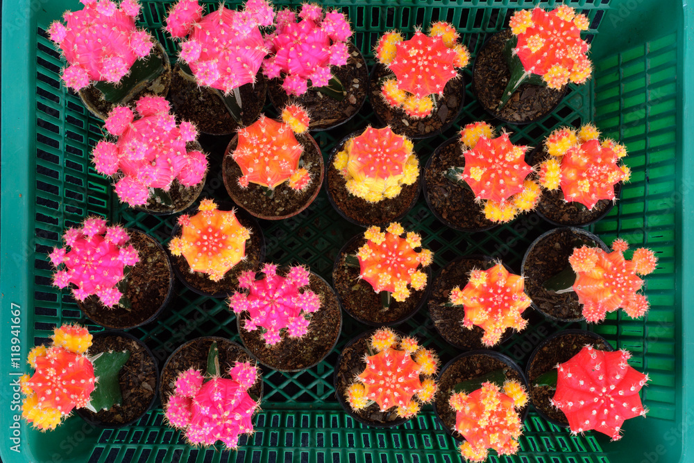 group of many colorful cactus in tray group of many colorful cactus in tray