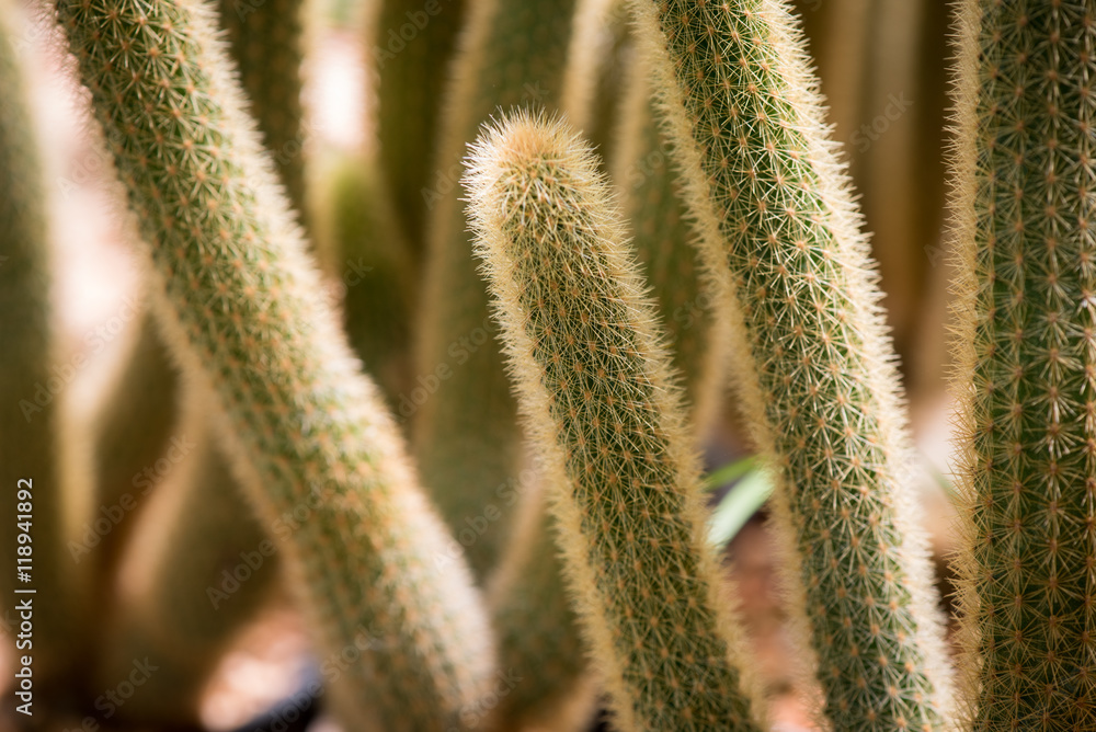 closeup cactus closeup cactus